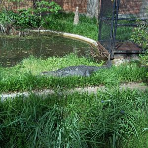 American Alligator
