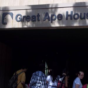 Great ape House Entery