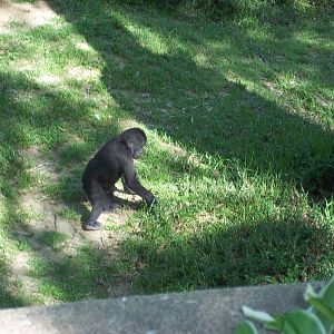 Baby Gorilla