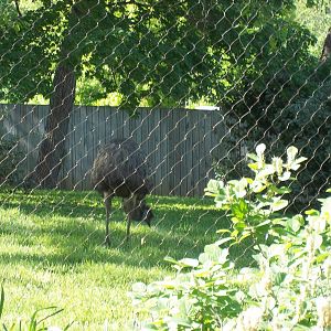 Emu Exhibit