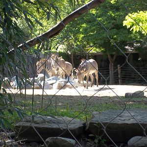 Grevy's Zebra Exhibit
