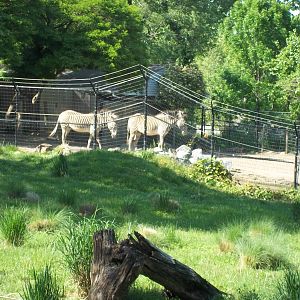 Grevy's Zebra Exhibit