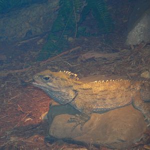 Tuatara
