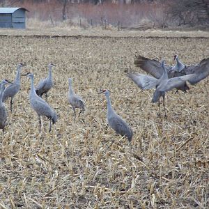 Sandhill Cranes