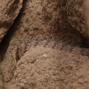 tiger rattlesnake
