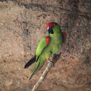 thick billed parrot