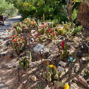 torch cacti in bloom