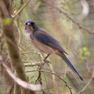 western scrub jay