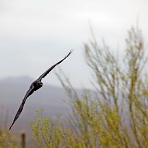 chihuahuan raven