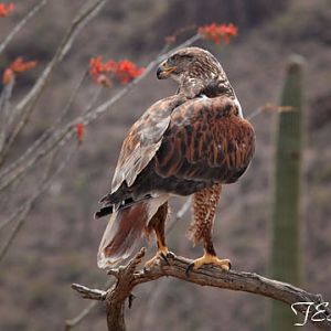 ferruginous hawk