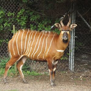 Eastern Bongo at Blackpool Zoo 21/04/12