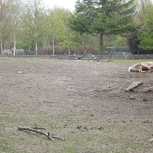 Reindeer and Zebras at Blackpool Zoo 21/04/12