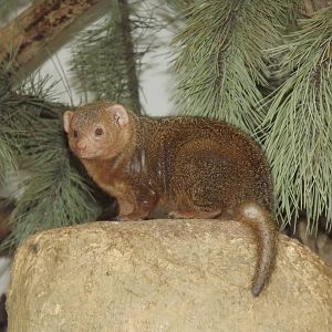 Dwarf Mongoose at Blackpool Zoo 21/04/12