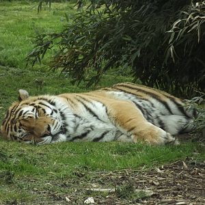 Amur Tiger at Blackpool Zoo 21/04/12