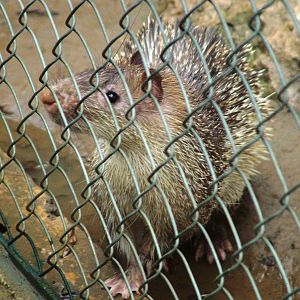 Asian Brush-tailed Porcupine at Hanoi Zoo, 15/03/12