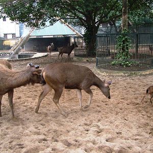 Sambar at Hanoi Zoo, 15/03/12