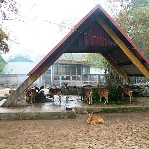 Sika Exhibit at Hanoi Zoo, 15/03/12