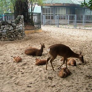Vietnamese Sika at Hanoi Zoo, 15/03/12