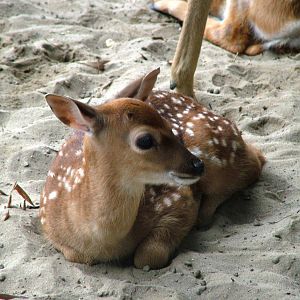 Vietnamese Sika Fawn at Hanoi Zoo, 15/03/12