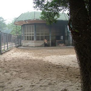 Przewalski's Horse Paddock at Hanoi Zoo, 15/03/12
