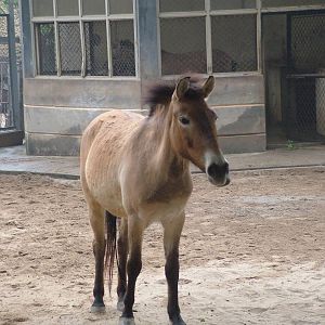 Przewalski's Horse at Hanoi Zoo, 15/03/12