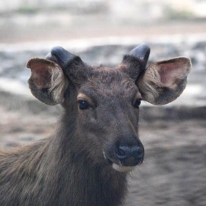 Sambar at Hanoi Zoo, 15/03/12