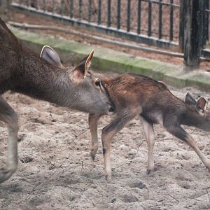 Sambar at Hanoi Zoo, 15/03/12