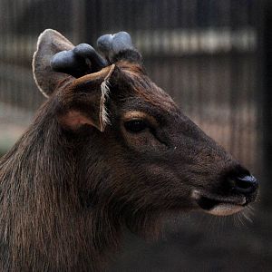 Sambar at Hanoi Zoo, 15/03/12