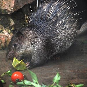 Asian Brush-tailed Porcupine at Hanoi Zoo, 15/03/12