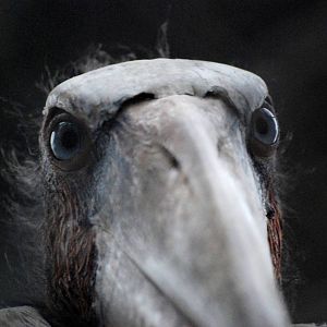 Greater Adjutant at Hanoi Zoo, 15/03/12