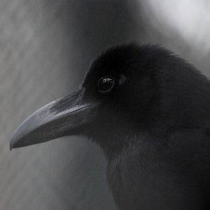 Jungle (Large-billed) Crow at Hanoi Zoo, 15/03/12