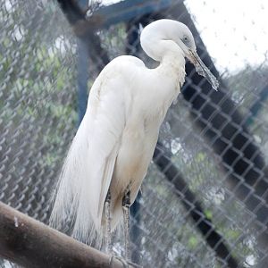 Chinese Egret at Hanoi Zoo, 15/03/12