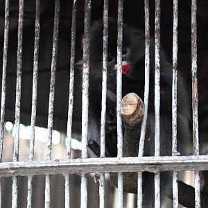 Southern Phayre's Langur at Hanoi Zoo, 15/03/12