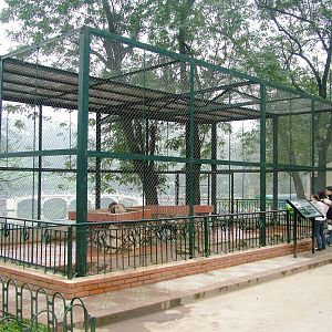 Porcupine Exhibit at Hanoi Zoo, 15/03/12
