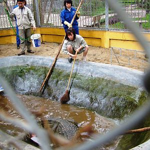 Crocodile Keepers at Work at Hanoi Zoo, 15/03/12