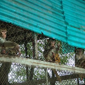Rhesus Macaques at Hanoi Zoo, 15/03/12
