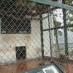 Macaque Exhibit at Hanoi Zoo, 15/03/12