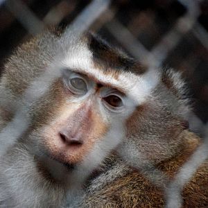 Northern Pig-tailed Macaque at Hanoi Zoo, 15/03/12