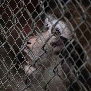 Assamese Macaque at Hanoi Zoo, 15/03/12