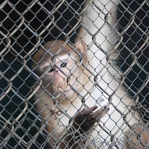 Assamese Macaque at Hanoi Zoo, 15/03/12