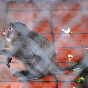 Crab-eating Macaque at Hanoi Zoo, 15/03/12