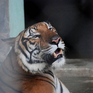Indochinese Tiger at Hanoi Zoo, 15/03/12