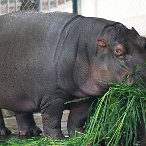 Common Hippopotamus at Hanoi Zoo, 15/03/12