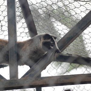 Masked Palm Civet at Hanoi Zoo, 15/03/12
