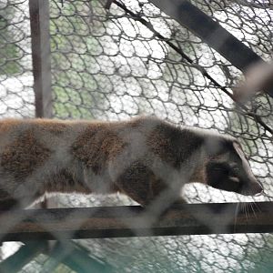 Masked Palm Civet at Hanoi Zoo, 15/03/12
