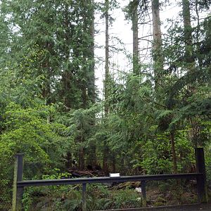 Golden Eagle Exhibit