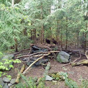 Golden Eagle Exhibit