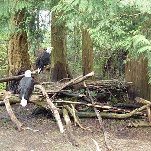 Bald Eagle Exhibit