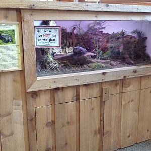 Cheney Family Discovery Center - Western Toad Exhibit