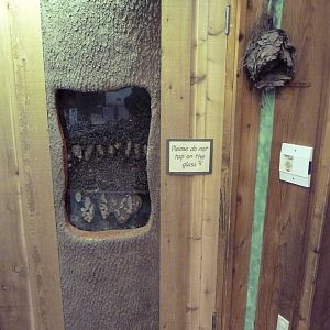 Cheney Family Discovery Center - Bee Exhibit